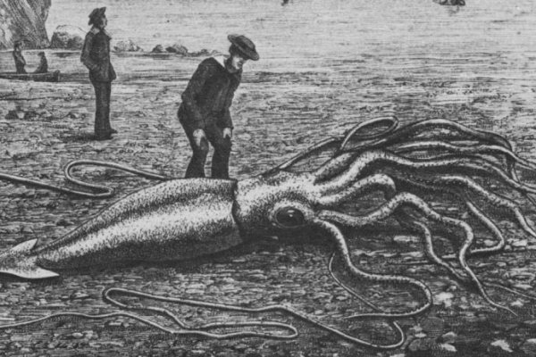 Kraken зеркало krakens13 at