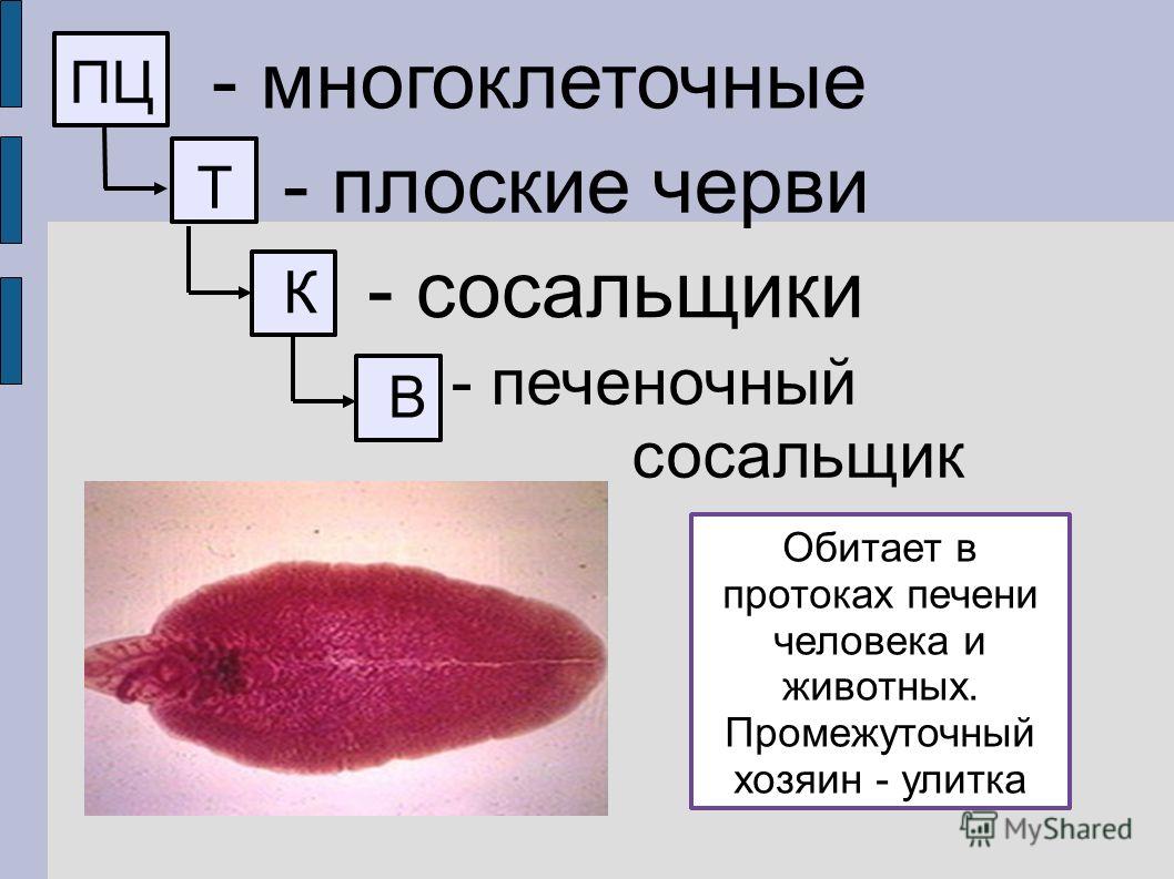 Kra46at