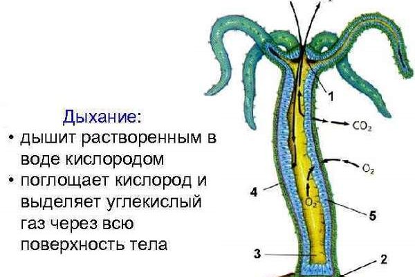 Kra39.cc Вход на сайт главная страница