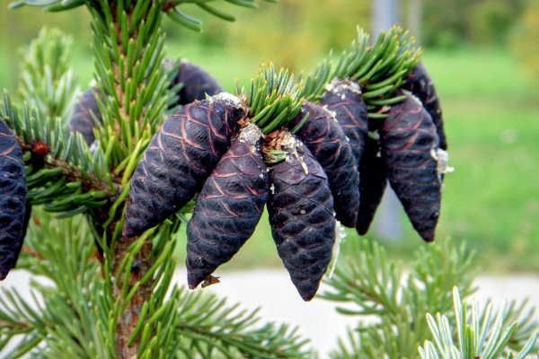 Купить наркотики онлайн