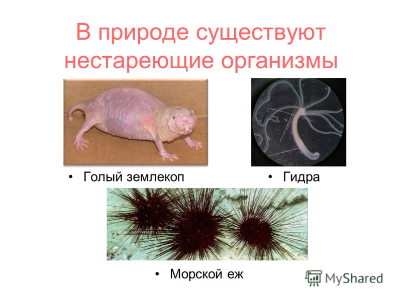 Кракен омг мега